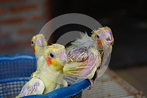 Three baby cockatiels waiting for the feed