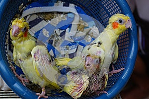 Three baby cockatiels waiting for the feed in the basket