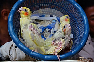 Three baby cockatiels waiting for the feed in the basket