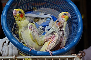 Three baby cockatiels waiting for the feed in the basket