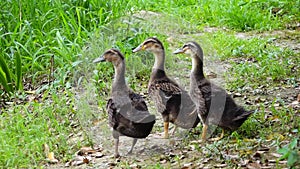 Three baby ducks