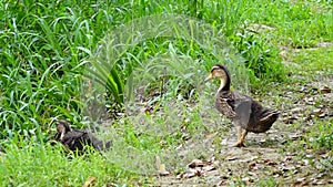 Three baby ducks