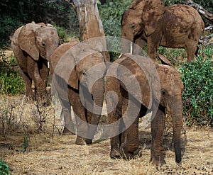 Three baby elephants are going to each other. Africa. Kenya. Tanzania. Serengeti. Maasai Mara.