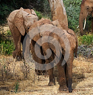 Three baby elephants are going to each other. Africa. Kenya. Tanzania. Serengeti. Maasai Mara.