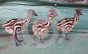 Three baby emu standing in a line. Striped cute bird native to australia