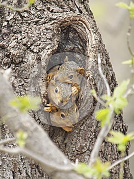 Three baby fox squirrels