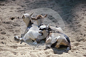Three baby goat resting on the ground on sunny day in the farm