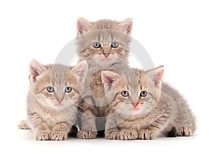 Three baby kittens