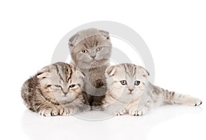 Three baby kittens in front. isolated on white background