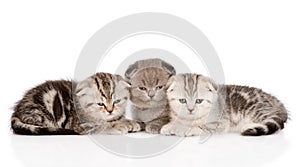 Three baby kittens in front. isolated on white background