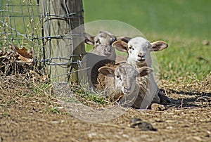 Three baby Lambs lay on the ground and stare at the camera.