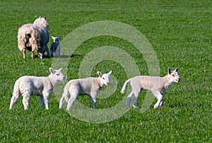 Three baby lambs running in a field