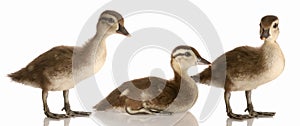 Three baby mallard ducks