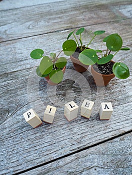 Three baby pancake plants or pilea peperomioides in small terracotta pots on a wooden table
