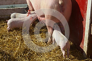 Three Baby Piglets Milking From Mother