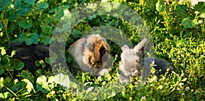 Three baby rabbits