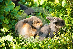 Three baby rabbits