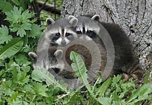 Three Baby Raccoons at the Base of a Tree 2