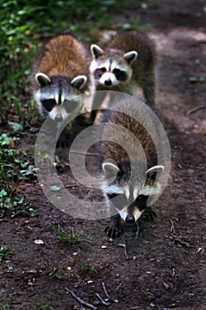 Three baby raccoons on trail.