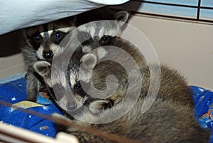 Three Baby Racoons Wildlife Rescue