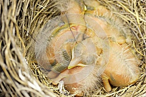 Three baby robins