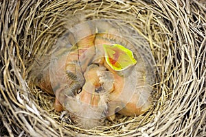 Three baby robins