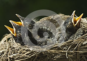 Three Baby Robins In Nest