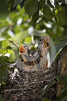 Three baby robins yell loudly for their mother to feed them