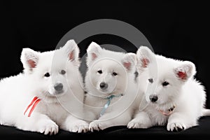 Three baby swiss shepherd sitting in dark studio