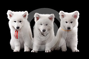 Three baby swiss shepherd sitting in dark studio