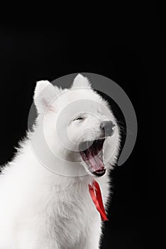 Three baby swiss shepherd sitting in dark studio