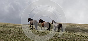 Three bachelor wild horse stallions on mountain ridge in the western United States