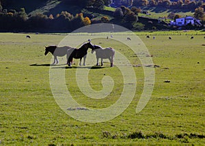 Three backlit draft horses in the green plateau, against the autumn tree-lined mountains, Pescocostanzo, Abruzzo, Italy