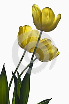 Three Backlit Yellow Tulips
