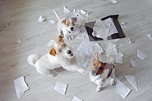 Three Bad Dogs in the middle of mess sitting and looking up. One dog points to other with his paw.