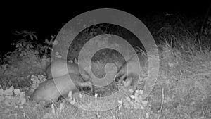 three badgers in the countryside at night looking for food