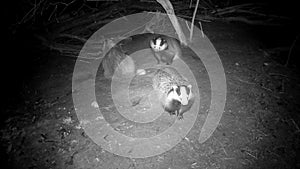 Three badgers Meles meles after waking up in spring forest