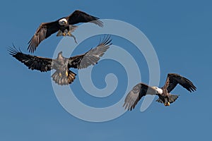 Three bald eagles fighting
