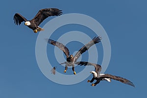 three bald eagles fighting