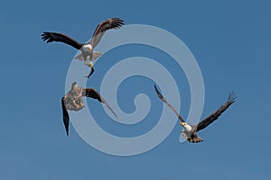 Three bald eagles fighting