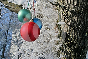 Three Balls on branch of the tree