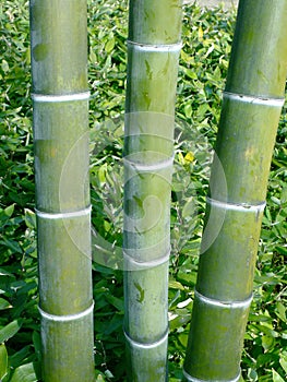 Three bamboo poles