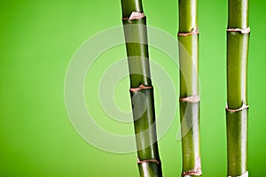 Three bamboo stems on green photo