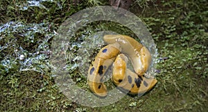 Three banana slugs appear to mate on moss covered log