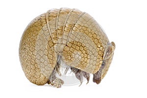 Three Banded Armadillo