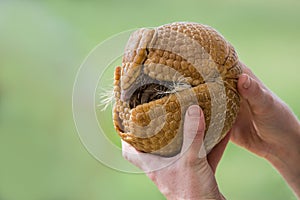 Three-banded armadillo Tolypeutes matacus