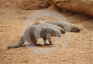 Three banded mongoose (Mungos mungo) on the ground