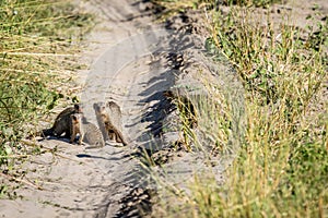 Three Banded mongooses on the road.