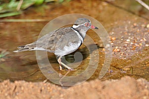 Three-banded Plover