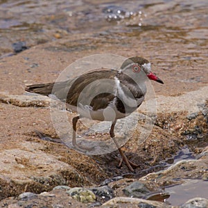 Three Banded Plover